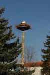 Cigognes_cernay_1_2