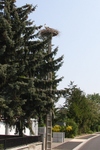 Cigognes_sur_poteau