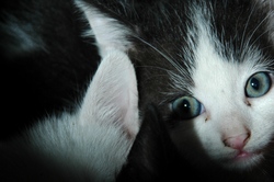 Chat_1