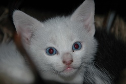 Chat_2