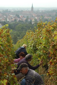 Vendanges_2