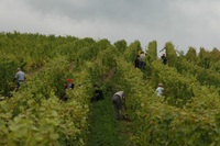 Vendanges_3