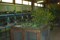Expo_avicole_wittelsheim_2_3