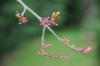 Bourgeons