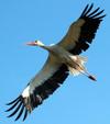 Cigogne_1