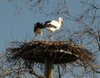 Cigogne_sur_nid