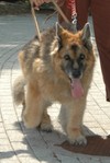 Nelfy